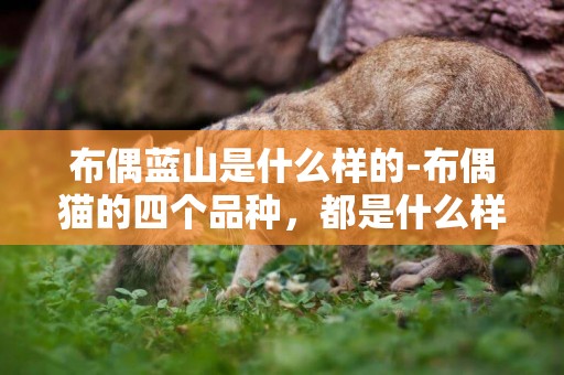 布偶藍山是什么樣的-布偶貓的四個品種，都是什么樣子的，最好有對應圖片