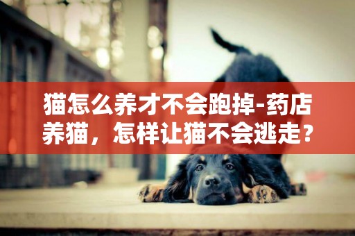 貓怎么養才不會跑掉-藥店養貓，怎樣讓貓不會逃走？