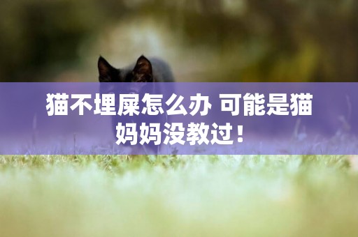 貓不埋屎怎么辦 可能是貓媽媽沒教過！