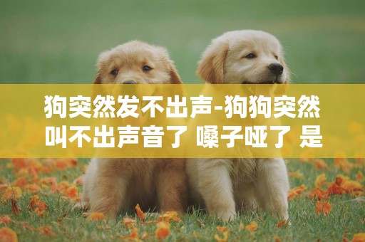 狗突然發不出聲-狗狗突然叫不出聲音了 嗓子啞了 是怎么回事