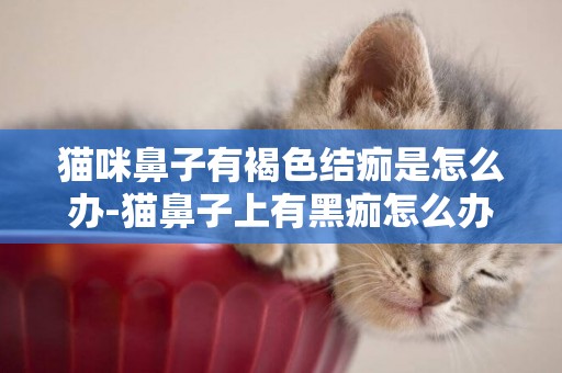 貓咪鼻子有褐色結痂是怎么辦-貓鼻子上有黑痂怎么辦？