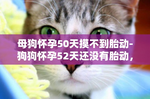 母狗懷孕50天摸不到胎動-狗狗懷孕52天還沒有胎動，正常嗎
