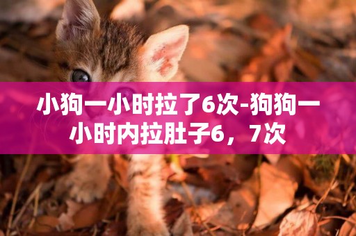 小狗一小時拉了6次-狗狗一小時內拉肚子6，7次