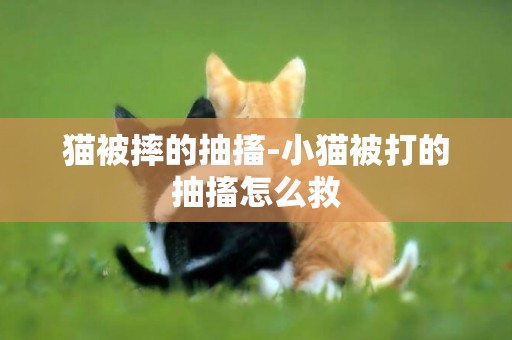 貓被摔的抽搐-小貓被打的抽搐怎么救