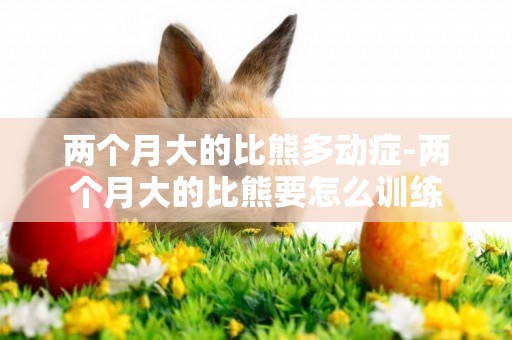 兩個月大的比熊多動癥-兩個月大的比熊要怎么訓練