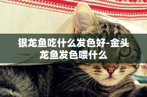銀龍魚吃什么發色好-金頭龍魚發色喂什么