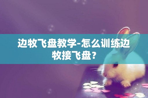 邊牧飛盤教學-怎么訓練邊牧接飛盤？