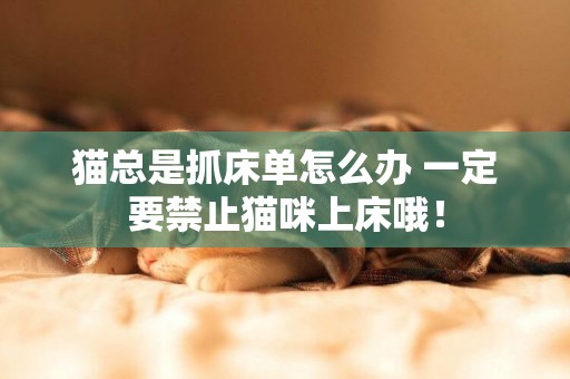 貓總是抓床單怎么辦 一定要禁止貓咪上床哦！