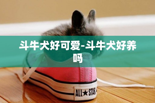 斗牛犬好可愛-斗牛犬好養嗎