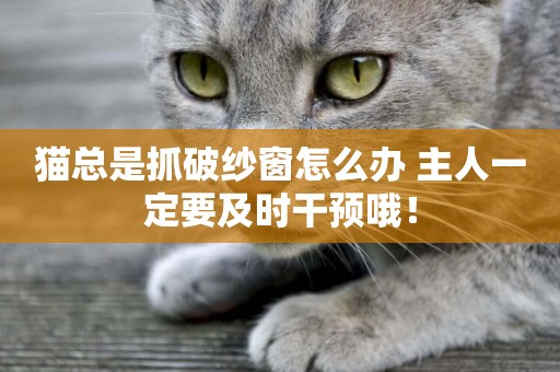 貓總是抓破紗窗怎么辦 主人一定要及時干預哦！