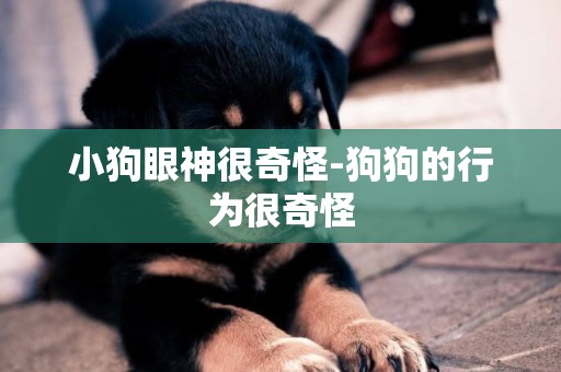 小狗眼神很奇怪-狗狗的行為很奇怪