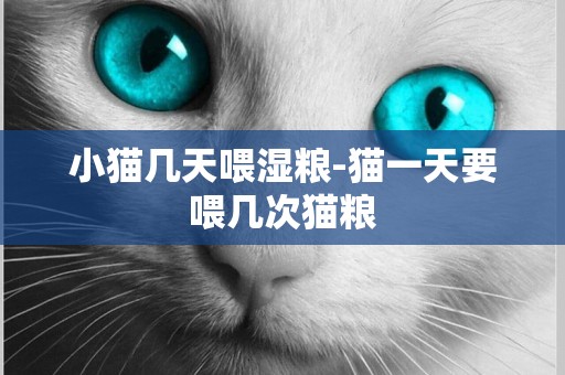 小貓幾天喂濕糧-貓一天要喂幾次貓糧