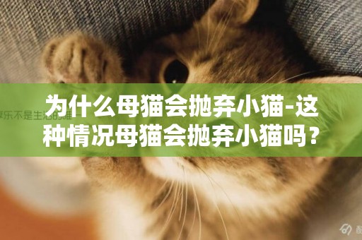 為什么母貓會拋棄小貓-這種情況母貓會拋棄小貓嗎？