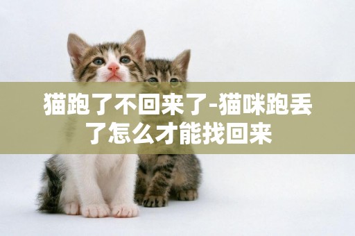貓跑了不回來了-貓咪跑丟了怎么才能找回來