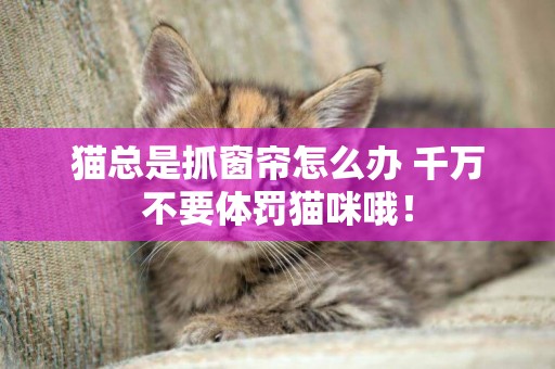 貓總是抓窗簾怎么辦 千萬不要體罰貓咪哦！
