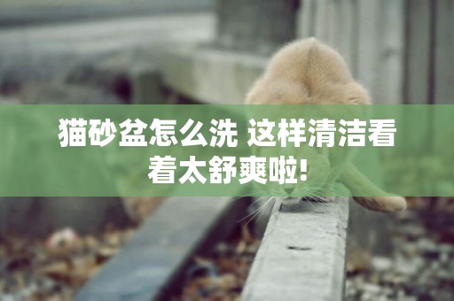 貓砂盆怎么洗 這樣清潔看著太舒爽啦!