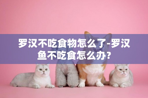 羅漢不吃食物怎么了-羅漢魚不吃食怎么辦？