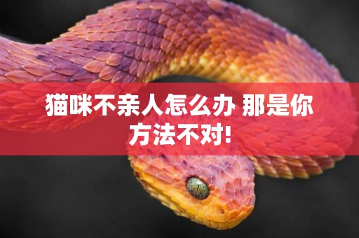 貓咪不親人怎么辦 那是你方法不對!