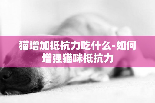 貓增加抵抗力吃什么-如何增強貓咪抵抗力