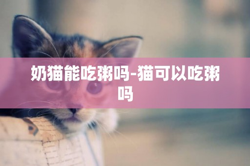 奶貓能吃粥嗎-貓可以吃粥嗎