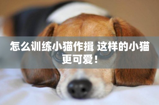 怎么訓練小貓作揖 這樣的小貓更可愛！
