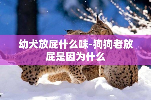 幼犬放屁什么味-狗狗老放屁是因為什么
