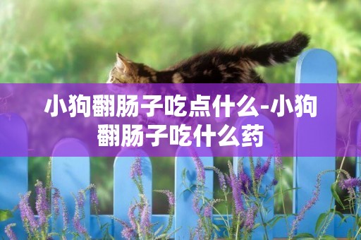 小狗翻腸子吃點什么-小狗翻腸子吃什么藥