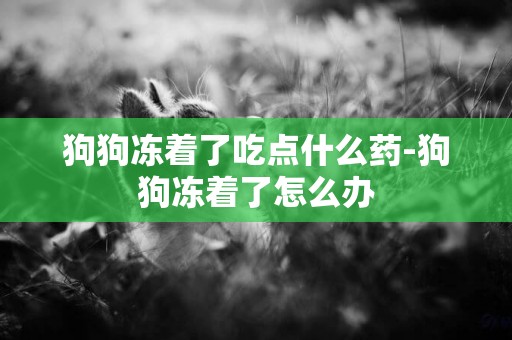 狗狗凍著了吃點什么藥-狗狗凍著了怎么辦