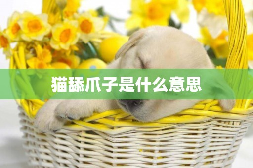 貓舔爪子是什么意思