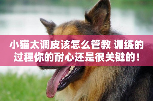 小貓太調皮該怎么管教 訓練的過程你的耐心還是很關鍵的！
