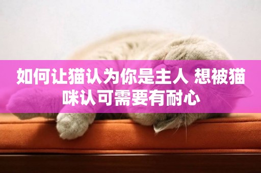 如何讓貓認為你是主人 想被貓咪認可需要有耐心