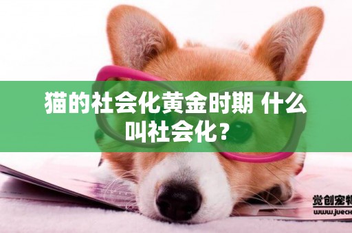 貓的社會化黃金時期 什么叫社會化？