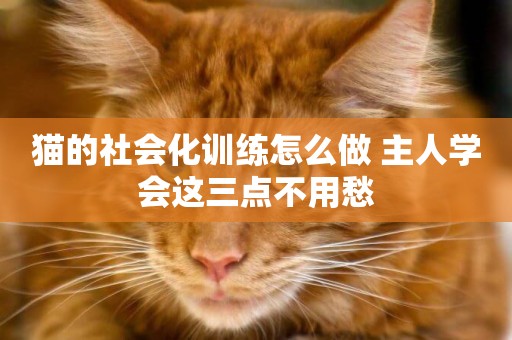 貓的社會化訓練怎么做 主人學會這三點不用愁