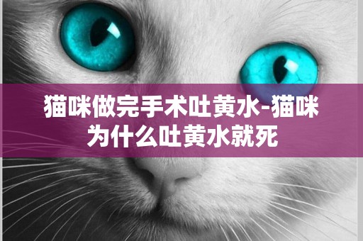 貓咪做完手術吐黃水-貓咪為什么吐黃水就死