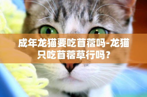 成年龍貓要吃苜蓿嗎-龍貓只吃苜蓿草行嗎？