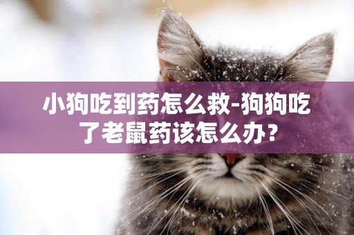 小狗吃到藥怎么救-狗狗吃了老鼠藥該怎么辦？