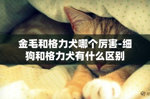 金毛和格力犬哪個厲害-細狗和格力犬有什么區別
