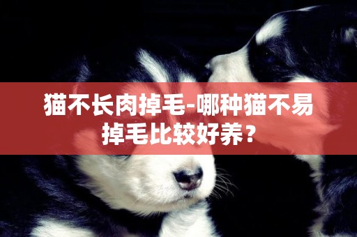 貓不長肉掉毛-哪種貓不易掉毛比較好養？