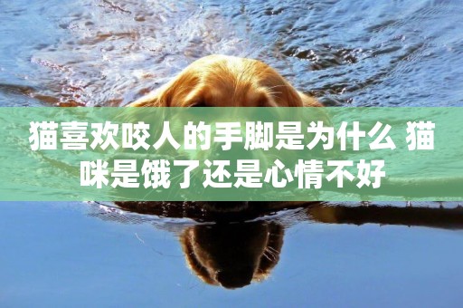 貓喜歡咬人的手腳是為什么 貓咪是餓了還是心情不好