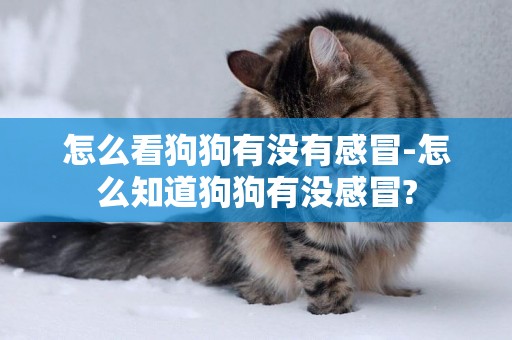 怎么看狗狗有沒有感冒-怎么知道狗狗有沒感冒?