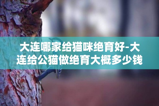 大連哪家給貓咪絕育好-大連給公貓做絕育大概多少錢啊？