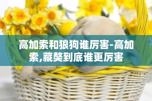 高加索和狼狗誰厲害-高加索,藏獒到底誰更厲害