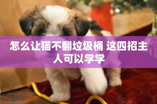 怎么讓貓不翻垃圾桶 這四招主人可以學學