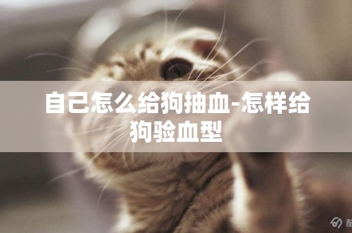 自己怎么給狗抽血-怎樣給狗驗血型