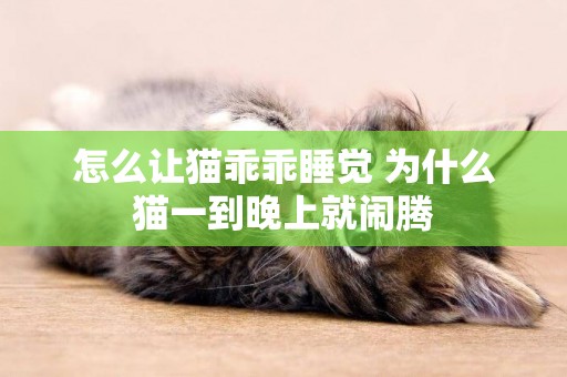 怎么讓貓乖乖睡覺 為什么貓一到晚上就鬧騰