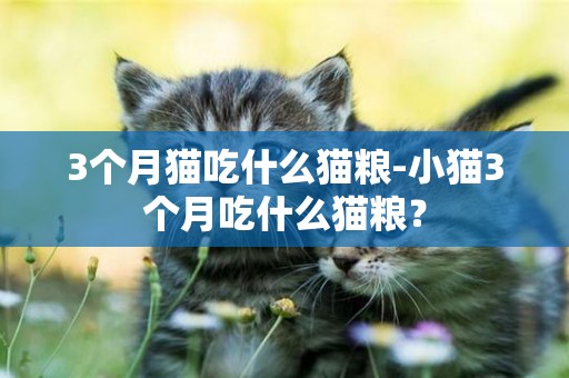 3個月貓吃什么貓糧-小貓3個月吃什么貓糧？