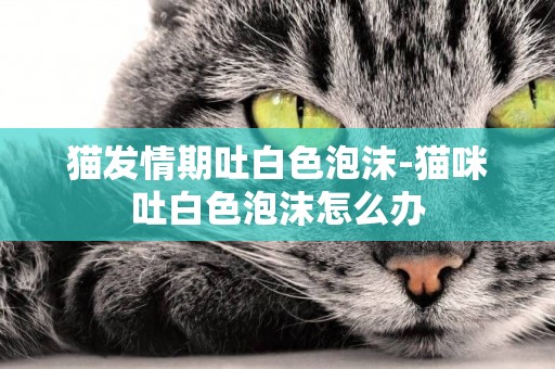 貓發情期吐白色泡沫-貓咪吐白色泡沫怎么辦
