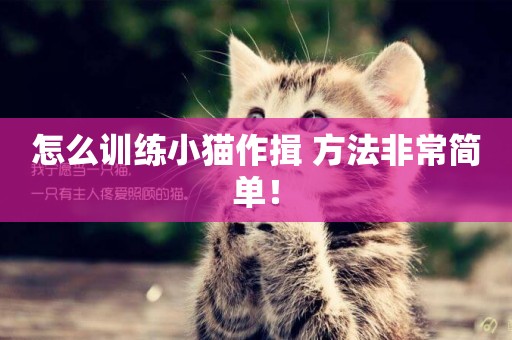 怎么訓練小貓作揖 方法非常簡單！