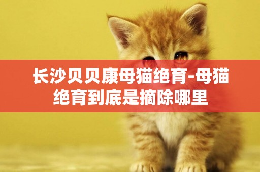 長沙貝貝康母貓絕育-母貓絕育到底是摘除哪里
