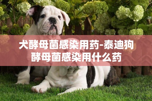 犬酵母菌感染用藥-泰迪狗酵母菌感染用什么藥